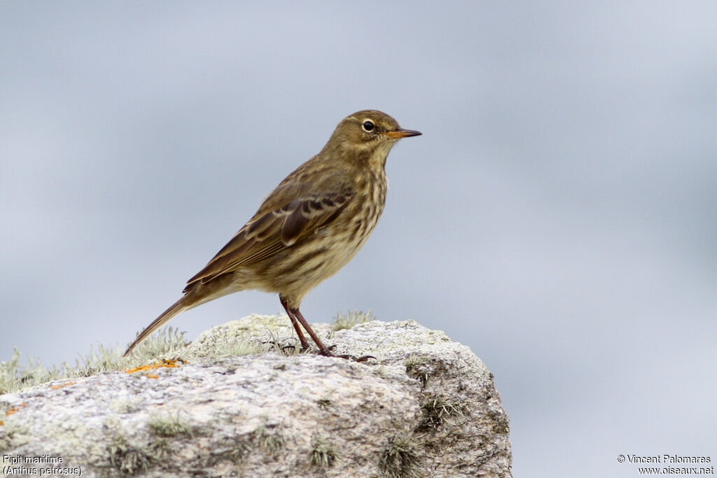 European Rock Pipit