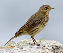 European Rock Pipit