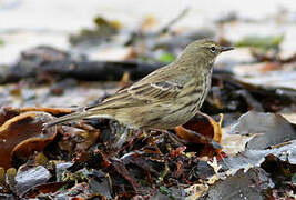 European Rock Pipit