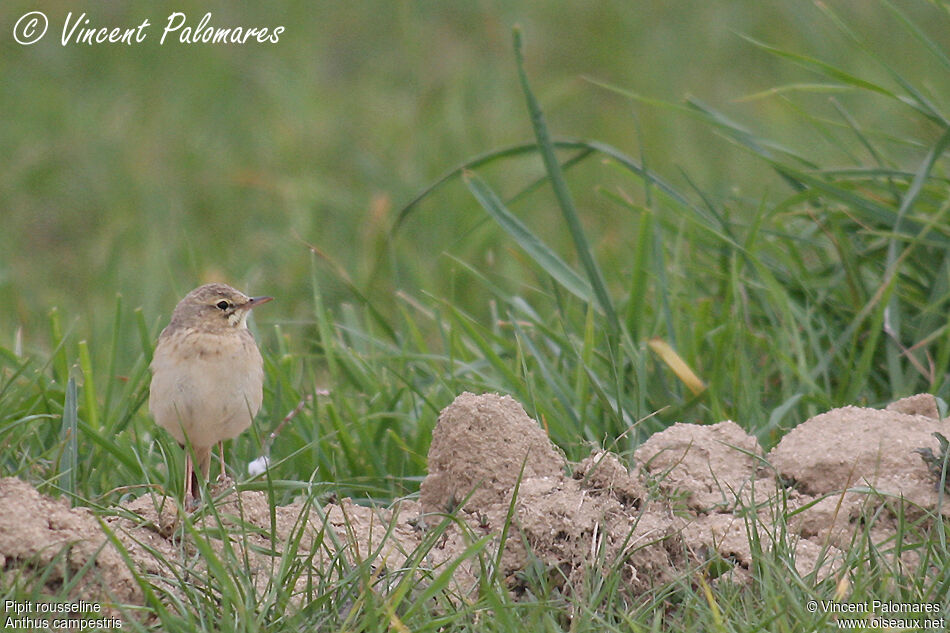 Pipit rousseline