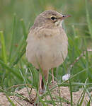 Pipit rousseline