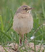 Tawny Pipit