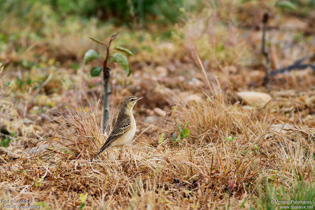 Tawny Pipit