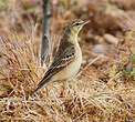 Pipit rousseline