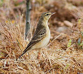 Pipit rousseline