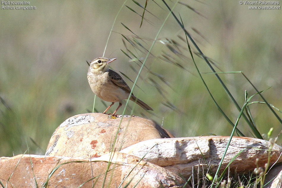 Pipit rousseline