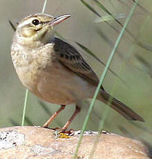 Pipit rousseline