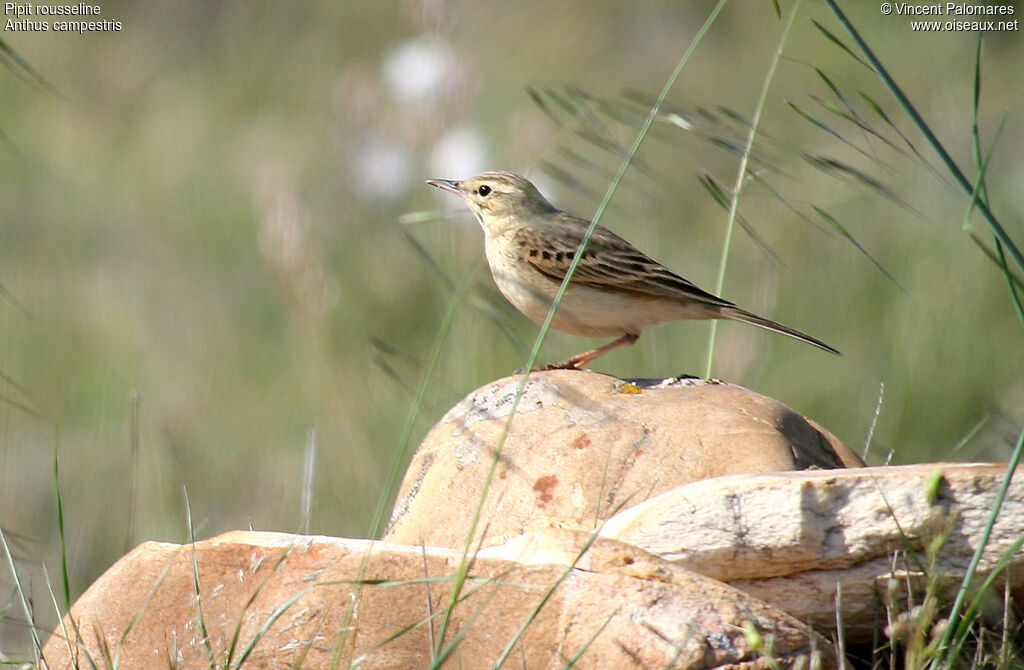 Tawny Pipit