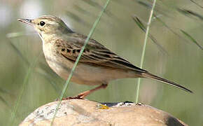 Tawny Pipit