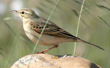 Pipit rousseline