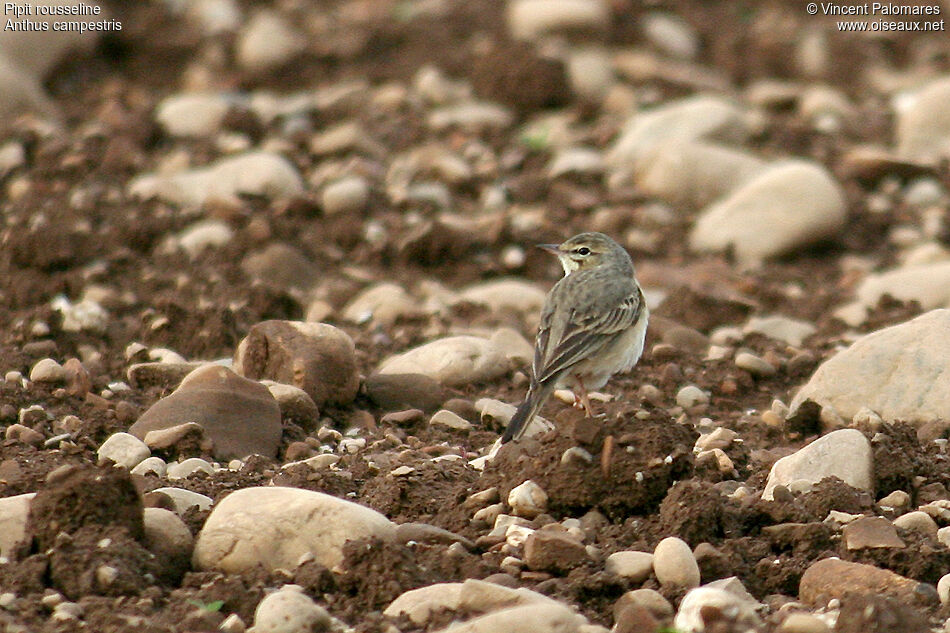 Tawny Pipit