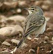 Pipit rousseline