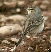 Tawny Pipit