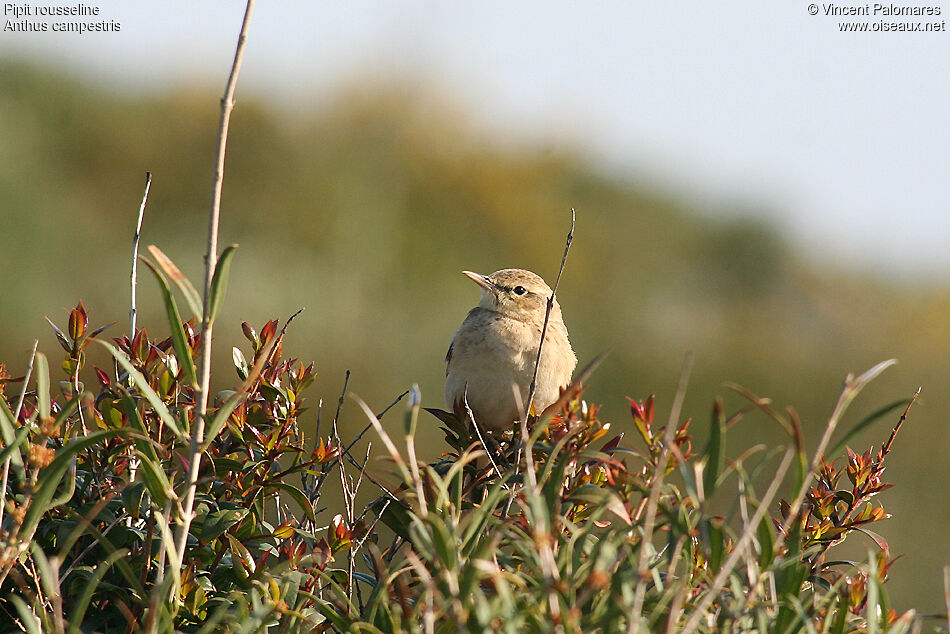 Pipit rousseline