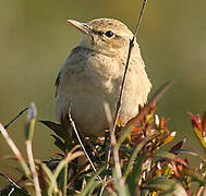 Tawny Pipit