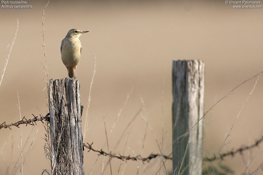 Pipit rousseline