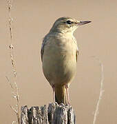 Tawny Pipit