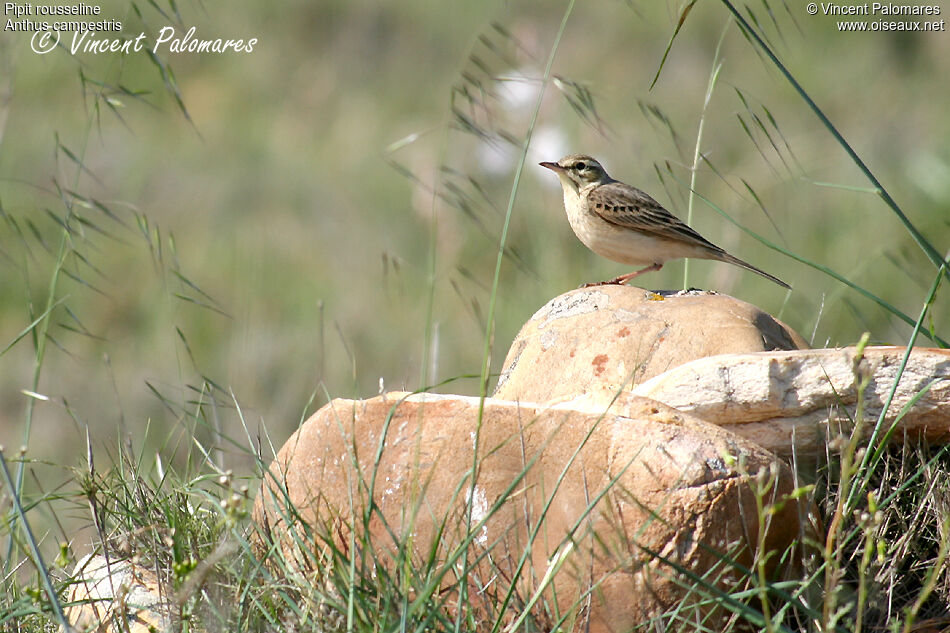 Pipit rousseline