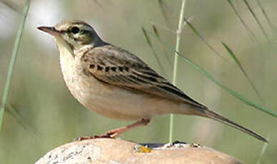 Pipit rousseline