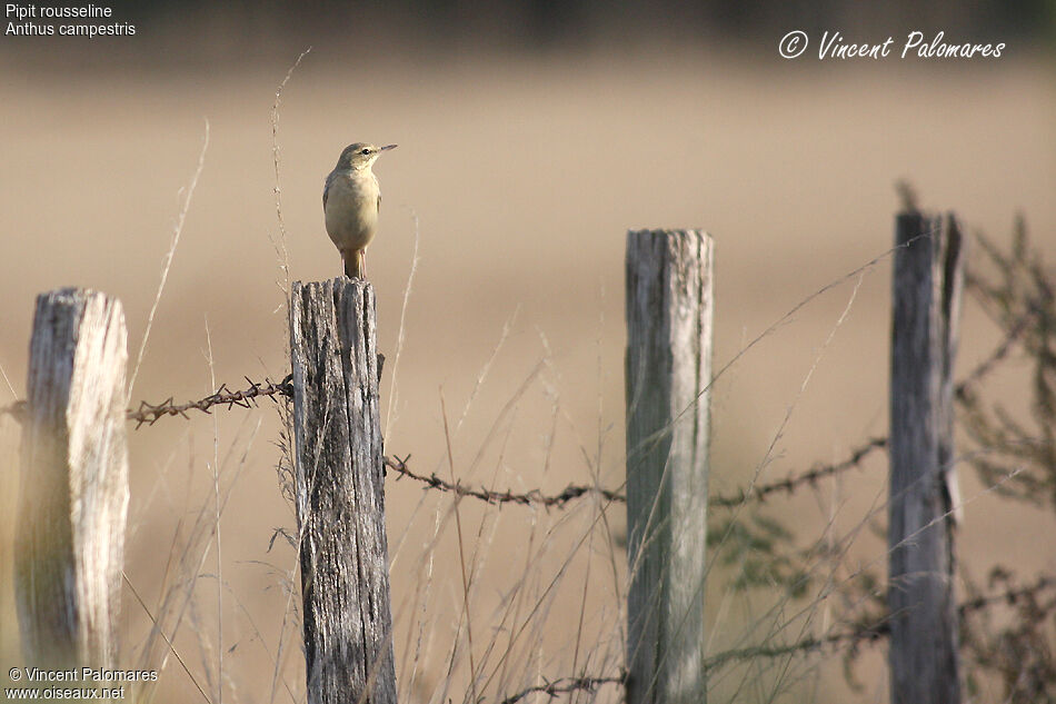 Tawny Pipit