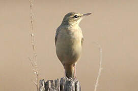 Tawny Pipit