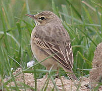 Pipit rousseline