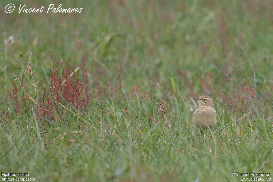 Pipit rousseline