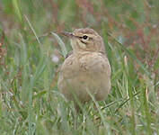 Pipit rousseline