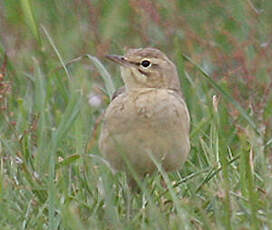 Pipit rousseline