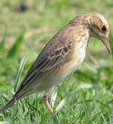 Paddyfield Pipit