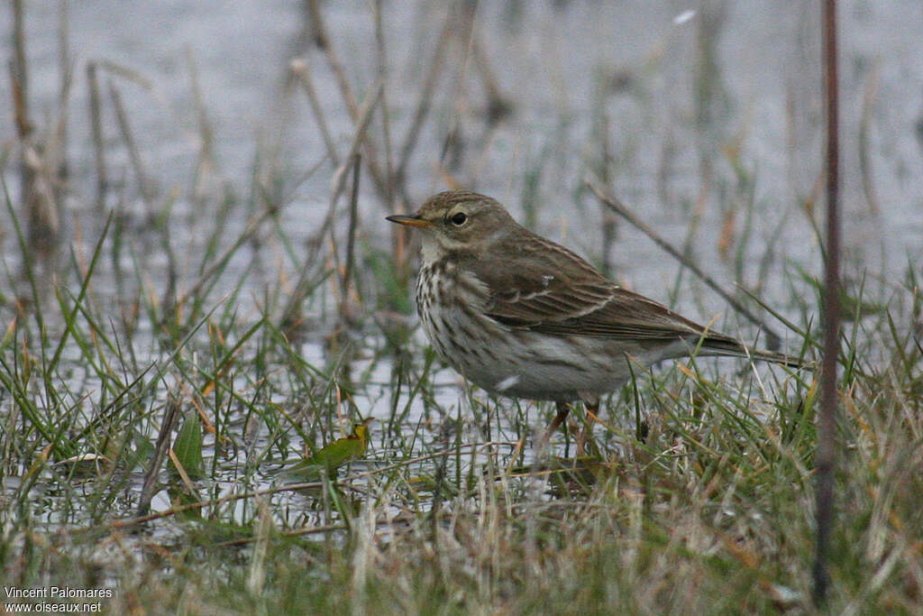 Pipit spioncelle2ème année, habitat, pigmentation