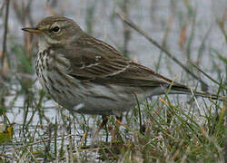 Water Pipit