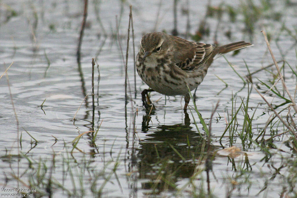 Water PipitSecond year, habitat, pigmentation