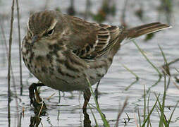 Water Pipit