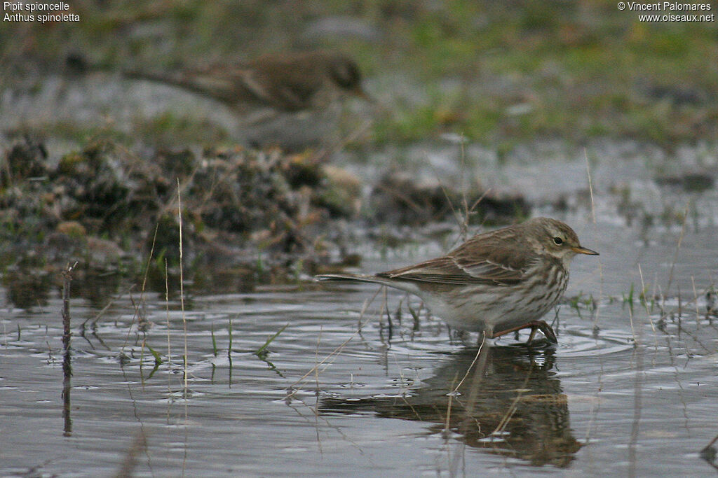 Pipit spioncelle