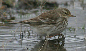 Water Pipit