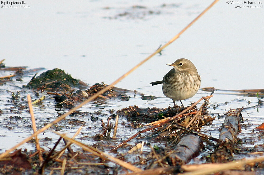 Water Pipit