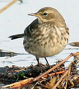 Water Pipit