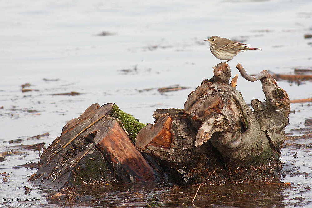 Water Pipitadult post breeding, habitat