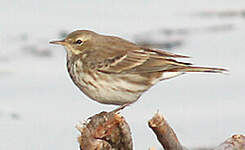 Pipit spioncelle