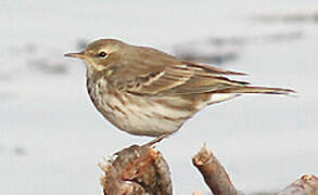 Water Pipit