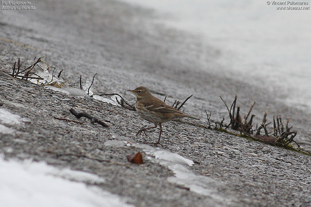 Water Pipit