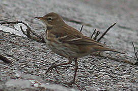 Water Pipit