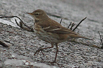 Pipit spioncelle