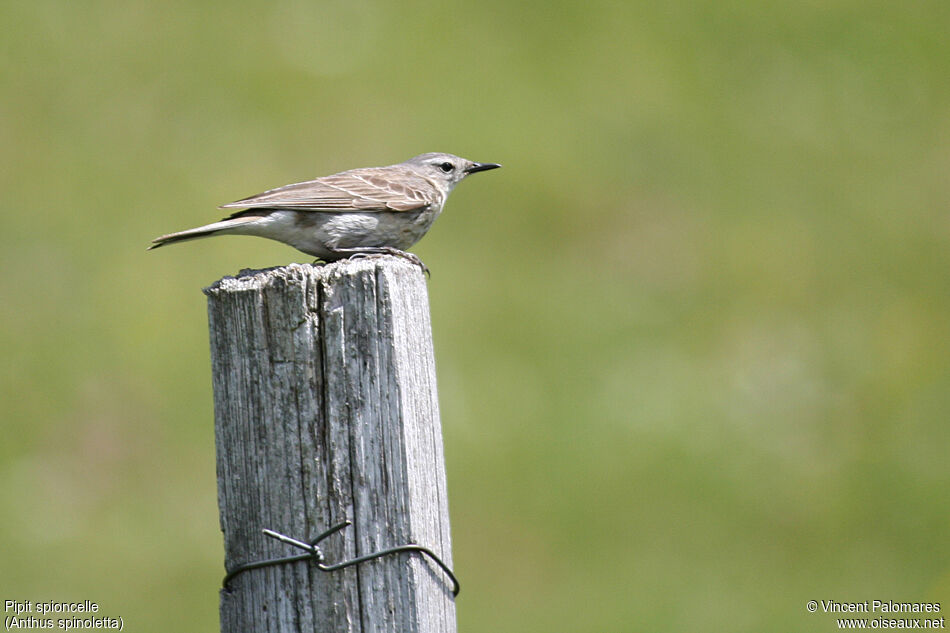 Water Pipit