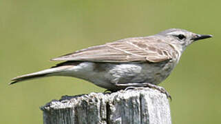 Water Pipit