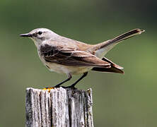 Water Pipit