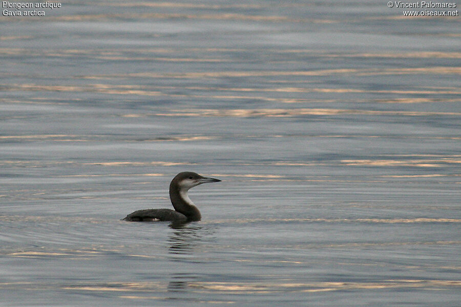 Plongeon arctique