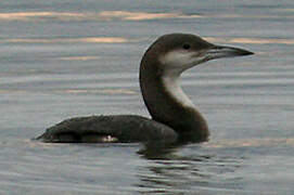 Black-throated Loon