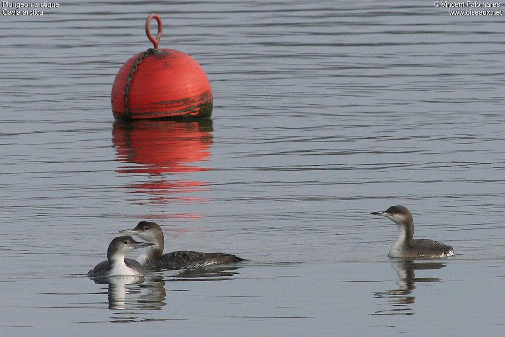 Black-throated Loon